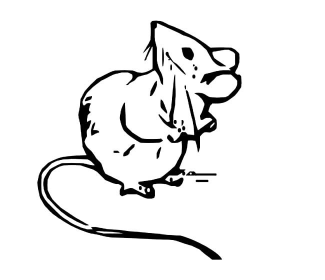老鼠简笔画 肮脏的小老鼠简笔画图片