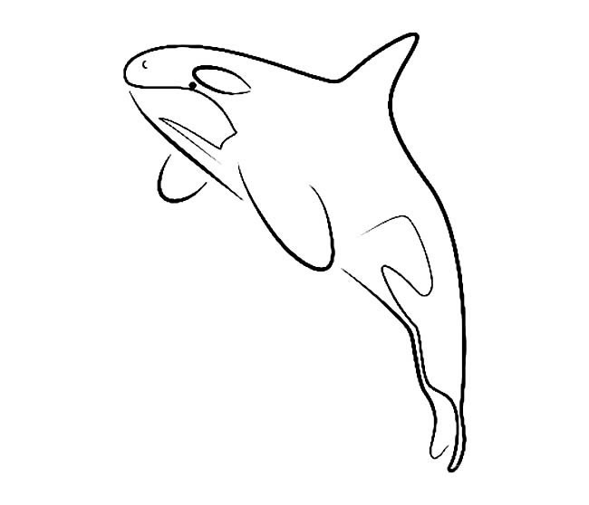 虎鲸简笔画 鲨鱼虎鲸简笔画图片