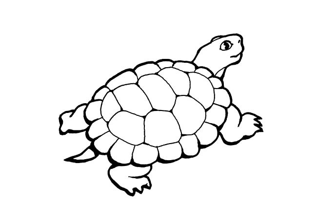 草龟简笔画 和其他宠物龟比起来草龟适应新环境的速度算是比较快的了