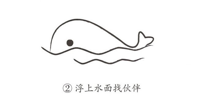 彩色鲸鱼简笔画图片 手把手教你鲸鱼的画法简笔画步骤图解