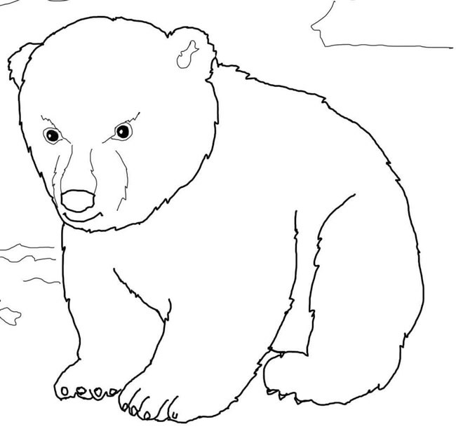 8款北极熊简笔画图片大全 可爱的北极熊简笔画图片素材大全