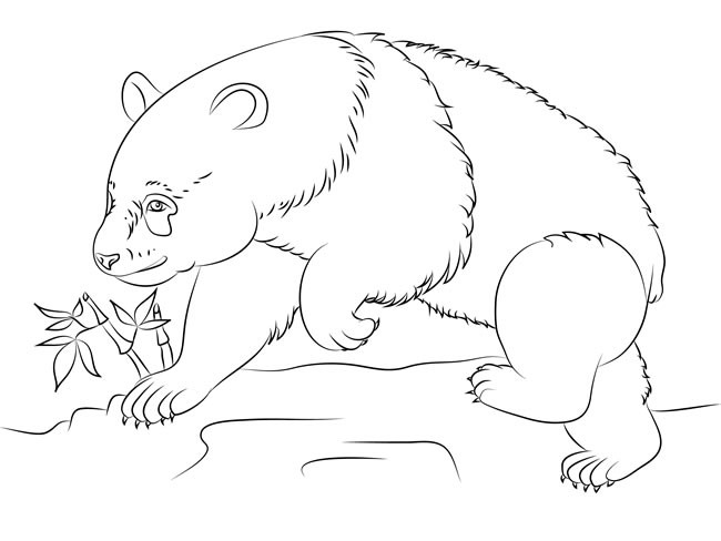 【大熊猫简笔画】找竹子的大熊猫简笔画图片