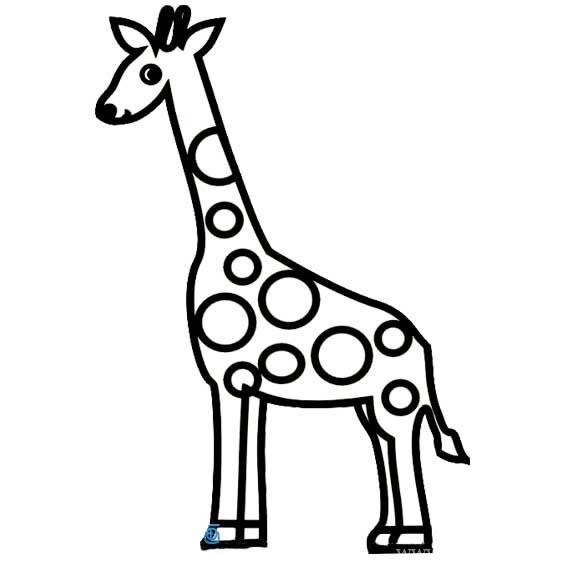 【长颈鹿简笔画】一只长颈鹿简笔画步骤图