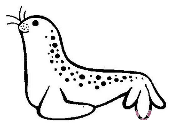 【海豹简笔画】可爱儿童海豹简笔画图片大全