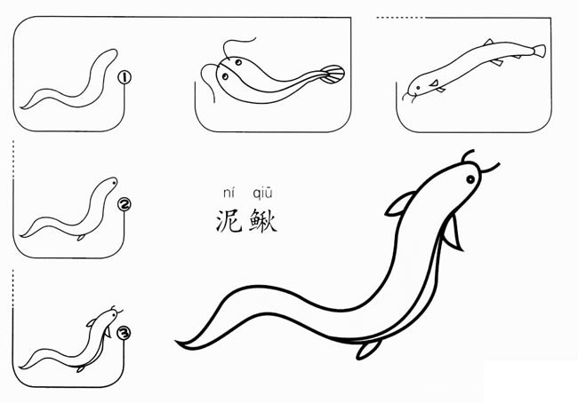 【泥鳅简笔画】如何画泥鳅简笔画 泥鳅简笔画的画法步骤图