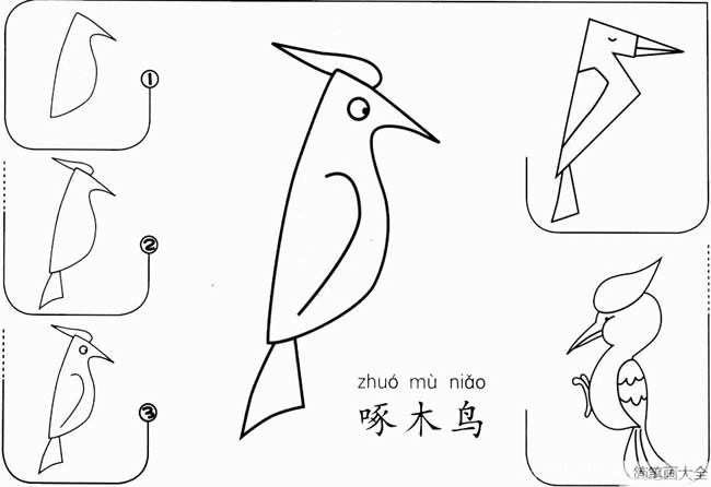 【啄木鸟如何画】啄木鸟如何画简笔画步骤图教程