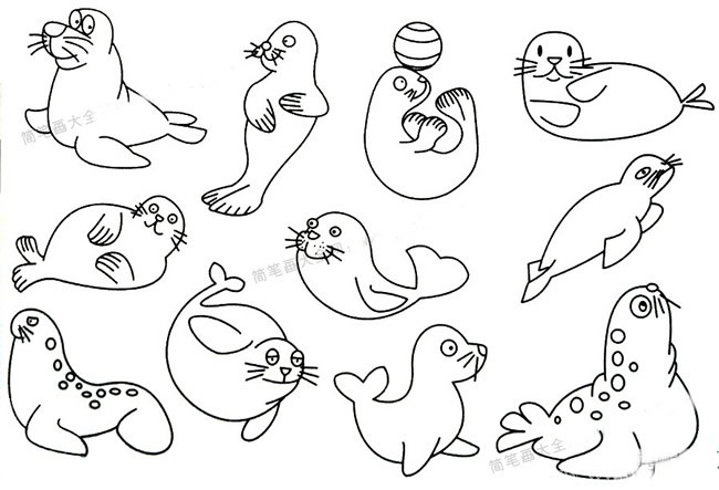 海豹简笔画的画法步骤_幼儿学画海豹如何画教程