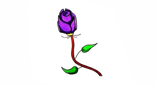 紫玫瑰如何画 紫色玫瑰花简笔画彩色画法步骤图教程