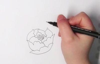 教你画一朵漂亮的牡丹花简笔画画法步骤图