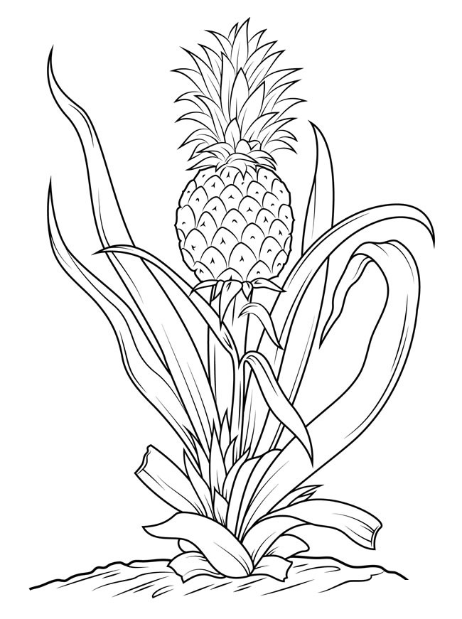 5款菠萝简笔画图片大全 各种菠萝简笔画的画法图片