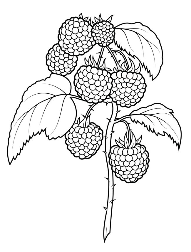【树莓简笔画】树莓简笔画的简单画法图片