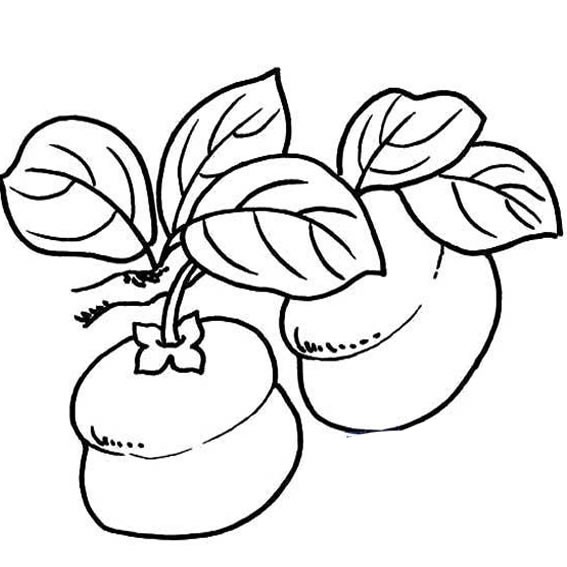 【柿子简笔画】柿子的简笔画如何画？幼儿水果简笔画柿子图片
