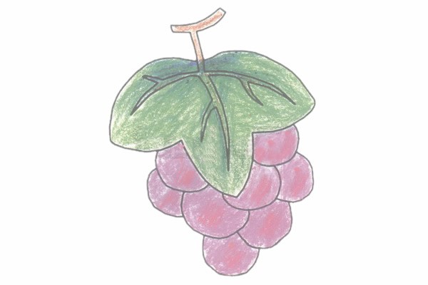 葡萄简笔画的画法步骤图教程