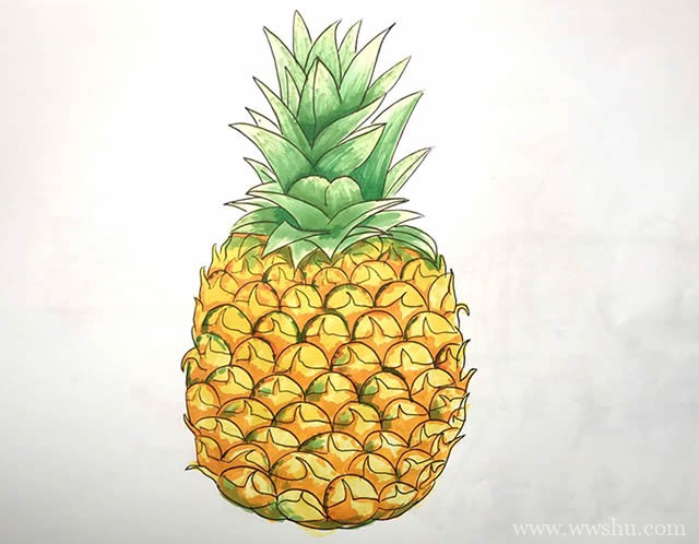 彩色菠萝简笔画画法步骤图片教程