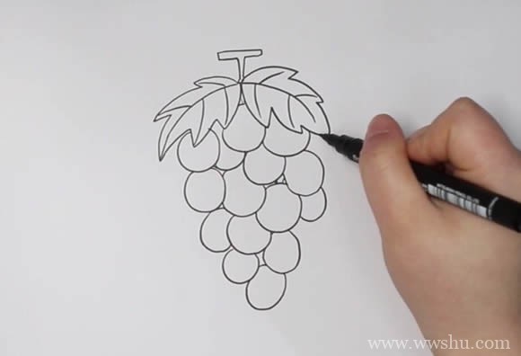 紫色葡萄简笔画画法步骤图片教程