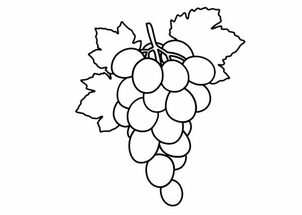 一串葡萄如何画_葡萄简笔画画法步骤图片教程