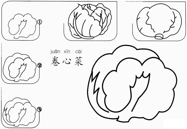 【卷心菜如何画】儿童卷心菜如何画简笔画步骤图教程