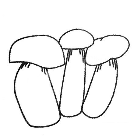 各种各样的蘑菇简笔画图片大全