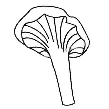 幼儿学画简单的小蘑菇简笔画图片大全