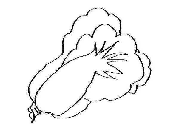 【幼儿白菜简笔画】五种不同的白菜的画法简笔画图片