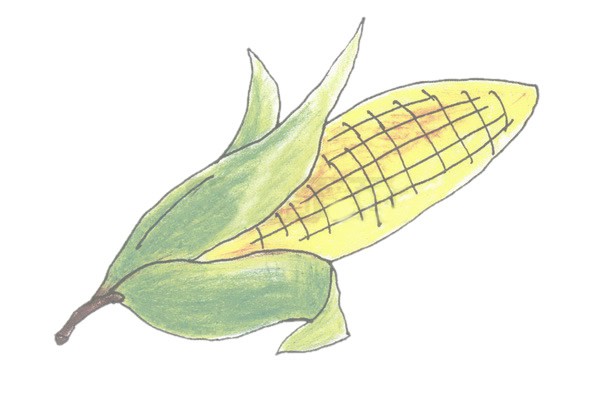 玉米简笔画的画法步骤图教程