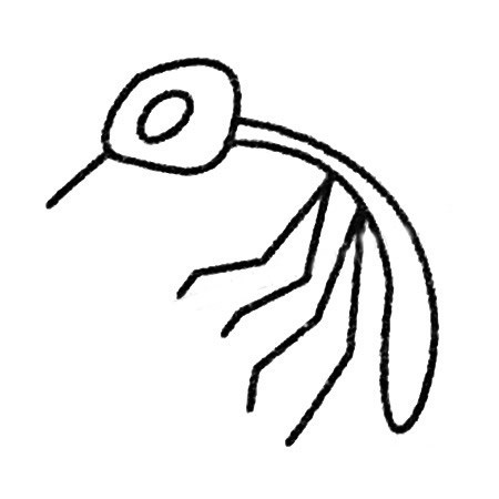 【蚊子简笔画】蚊子简笔画的画法步骤教程