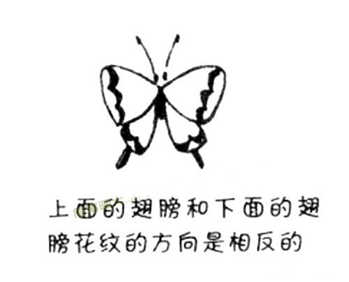 【蝴蝶简笔画】凤蝶的画法简笔画步骤教程