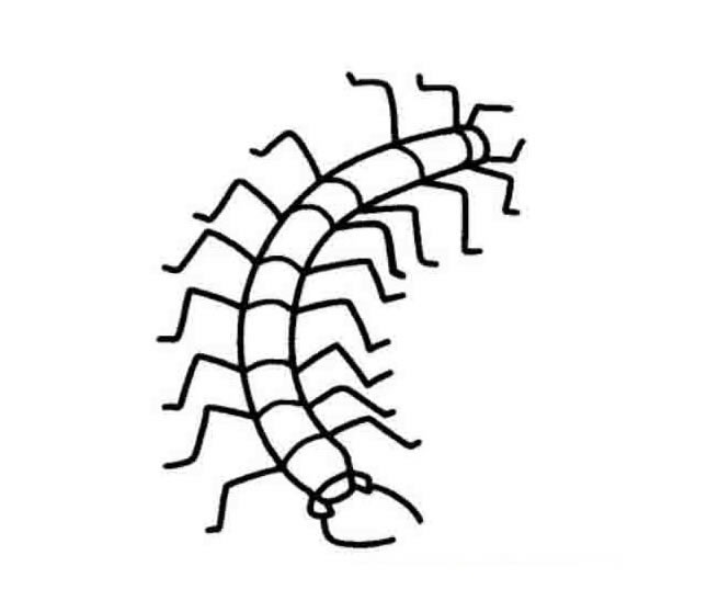 3款蜈蚣简笔画图片 蜈蚣的简单画法大全