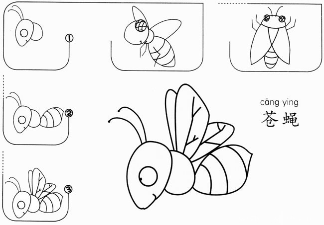苍蝇简笔画 简单的苍蝇简笔画步骤图解教程