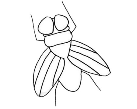 [苍蝇简笔画]苍蝇简笔画步骤画法教程及图片大全