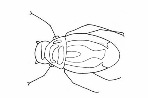 甲虫简笔画简单画法_甲虫简笔画步骤图解教程