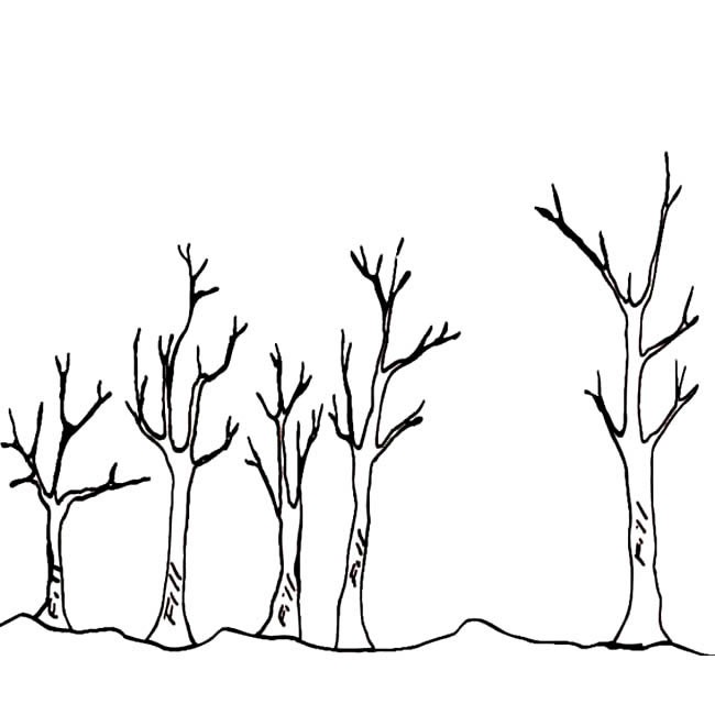 冬天的小树简笔画植物 冬天的小树植物简笔画步骤图片大全