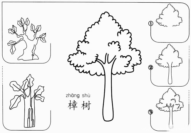 【樟树如何画】樟树简单画如何画 香樟树简笔画步骤图