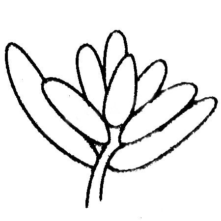 多肉植物简笔画图片 简单的多肉植物简笔画的画法步骤教程