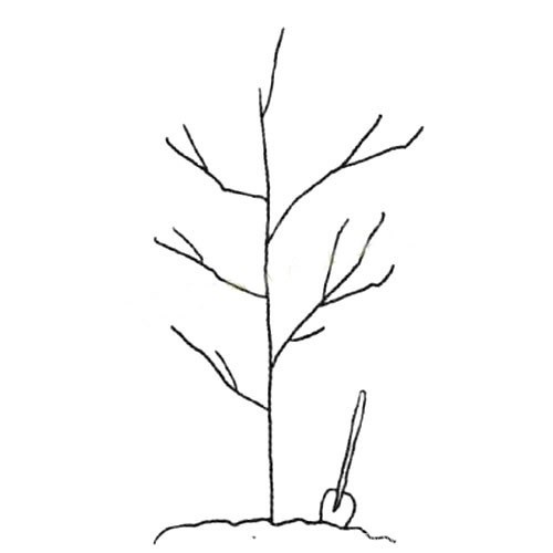 【种树简笔画】春天植树简笔画图片