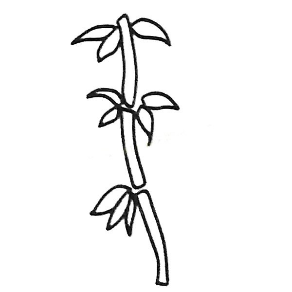 【竹子简笔画】6组漂亮的竹子简笔画图片