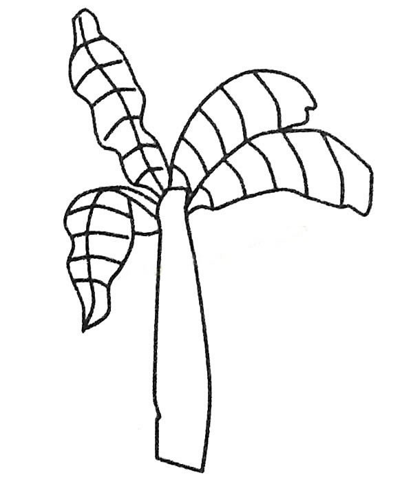 儿童简笔画大全 漂亮的芭蕉树简笔画图片