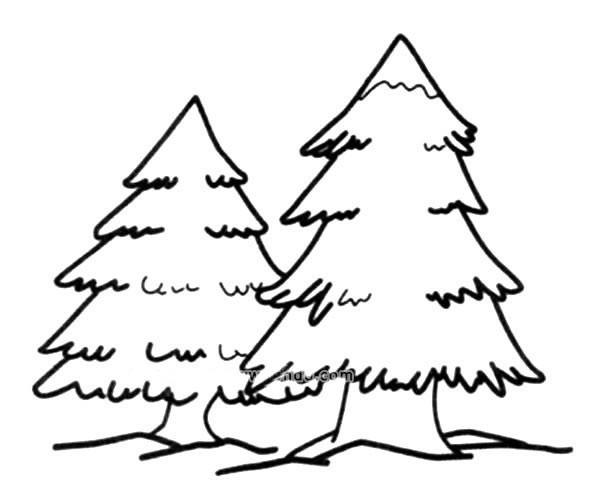 两颗松树简笔画图片_松树的简单画法