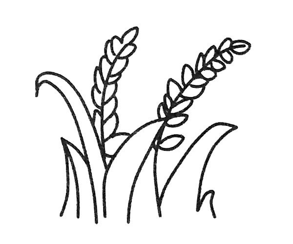 6款漂亮的麦穗简笔画图片 麦穗如何画