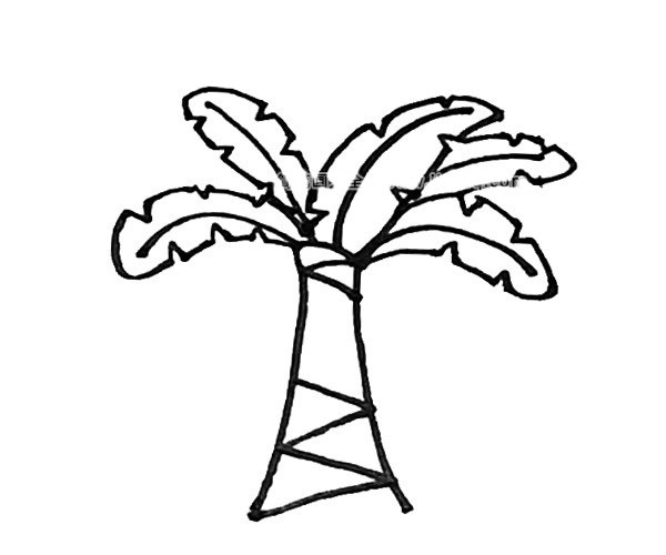 儿童学画芭蕉树简笔画步骤教程 芭蕉树的简单画法