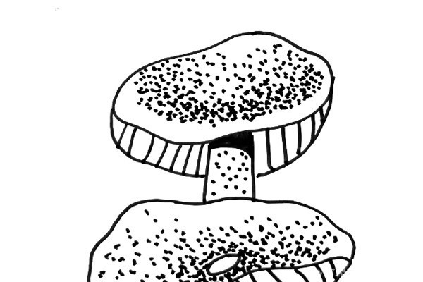 一组黑白线描蘑菇的画法简笔画
