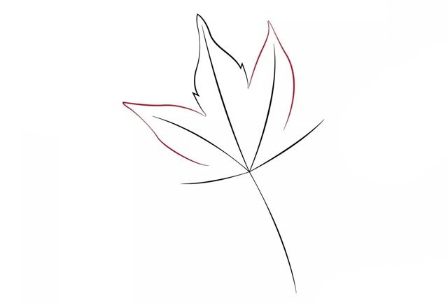 枫叶的画法 漂亮的秋天枫叶简笔画教程步骤图片大全