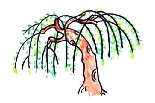 春天的柳树如何画_柳树简笔画彩色画法步骤图片教程