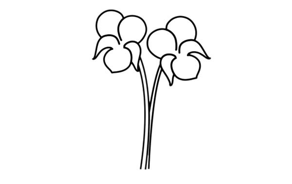 紫罗兰盆栽简笔画彩色画法步骤图片