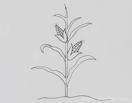 玉米树如何画简笔画简单又漂亮