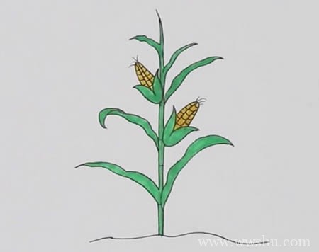 玉米树如何画简笔画简单又漂亮