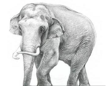 简单五步学画大象素描画步骤图片教程