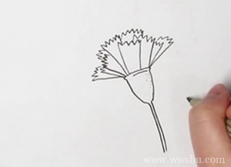康乃馨如何画简单又漂亮两朵在一起,康乃馨简笔画