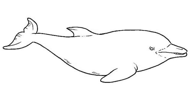 海洋生物简笔画图片,一组海洋动物简笔画图片大全