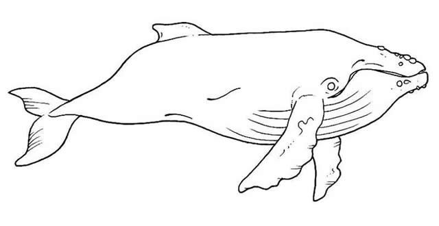 海洋生物简笔画图片,一组海洋动物简笔画图片大全